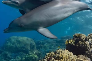 Mnemba Island: Snorkla och dyk med delfiner