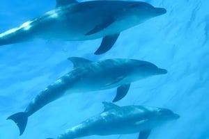 Mnemba Island: Snorkeling and Dive with Dolphins