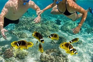 Ilha de Mnemba Natação + mergulho com golfinhos