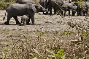 Moshi: 9-daagse safari naar Serengeti, Ngorongoro en Tarangire