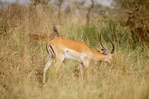 Moshi/Arusha: Manyara-järven kansallispuiston päiväkierros lounaalla