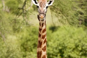 Nairobi: 2-daagse fly-in safari naar Arusha en Ngorongoro Crater