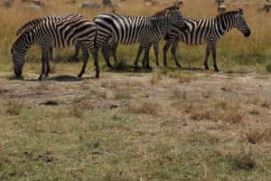 Nairobi: 3-Tages-Safari in Amboseli und Tsavo East mit Mahlzeiten