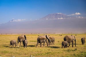 Nairobi: Tagestour zum Amboseli-Nationalpark & Maasai-Dorf