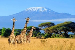 Nairobi: Amboseli National Park Group Day Tour