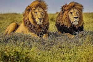 Excursión de un día al cráter Ngorongoro con almuerzo tipo picnic