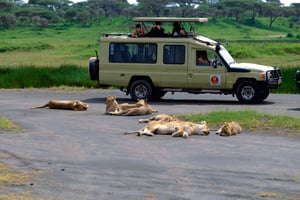 Cratere di Ngorongoro: tour safari di un giorno