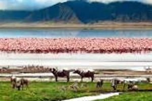 Dagstur til Ngorongoro