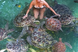 Nungwi: nada con tortugas en el acuario Baraka y crucero en dhow al atardecer