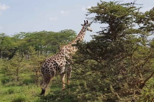 Nyerere-Nationalpark: 4 Tage/3 Nächte Safari & Angeln