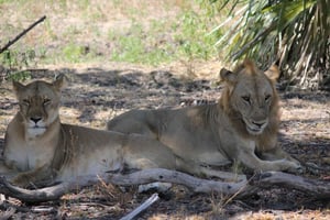 Tur til Nyerere nasjonalpark