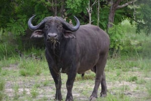 Park Narodowy Nyerere: 4-dniowe safari + 1 noc pod namiotem w parku