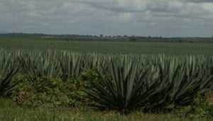 Pangani Beach and Golf Resort