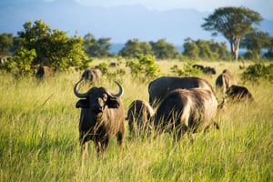 Pangani: Saadani National Park Safari med afhentning på hotellet