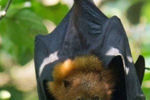 Isla de Pemba: tour por el bosque de Ngezi y las granjas de especias