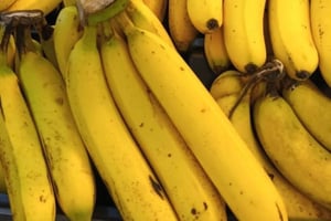 ペンバ島：スパイス農園、チャケチャケ、プジニ村ツアー