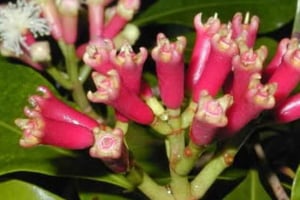 Pemban saari: Mausteviljelmien kierros