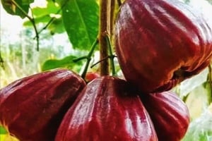 Zanzibar: prywatna wycieczka z przewodnikiem do parku Jozani Chwaka Bay