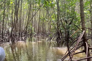 Wyspa Pemba: wycieczka na plażę Vumawimbi z przekąskami