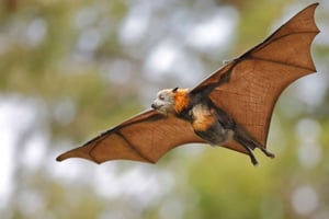 Pemba: visita ao Santuário de Morcegos Voadores Kidike e à Floresta Ngezi