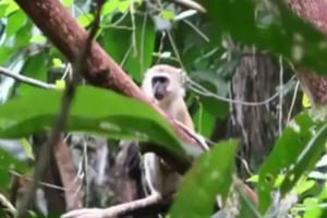 Zanzibar : forêt de Jozani, plantations d'épices et île Prison