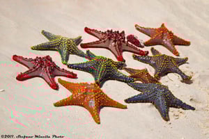 Pemba: Sjöstjärnetur