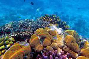 Zanzibar: Crystal Waters of Kuza e The Rock Restaurant