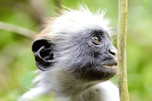 Pingwe: Simma vid Kuza Cave och äta middag på The Rock Restaurant