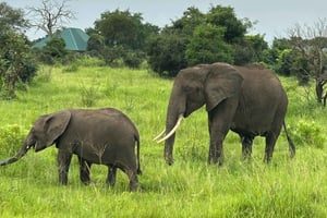 SAFARI DYRELIV 3 DAGER 2 NETTER FRA ZANZIBAR TIL MIKUMI