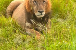 ザンジバルからミクミまでの野生動物観察サファリ 3日間2泊