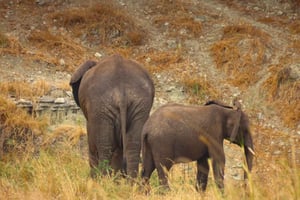 SERENGETI: 2-dagars flygsafari till Serengeti och Ngorongoro