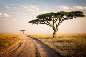 Parque Nacional do Serengeti: safári de 2 dias com acomodação