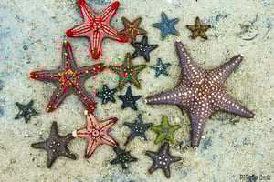 Snorkel, Almuerzo en La Roca, Playa de Paje, Isla de Mnemba