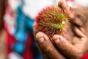 Granja de especias - condimenta tu vida en Zanzíbar