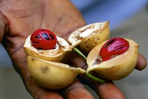 Spice Tour и лес Джозани