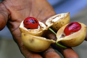 Gewürztour und Jozani-Wald