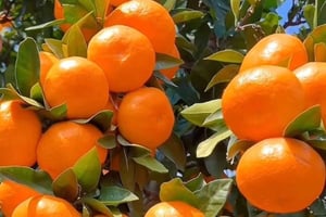 Zanzíbar: granja de especias, isla de la Prisión y mercado nocturno de Stone Town