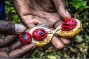 Zanzibar: Spice tour + Stone Town Rundvandring