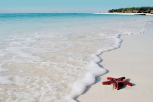 Aventura com estrelas-do-mar, almoço no The Rock, passeio com golfinhos em Mnemba