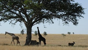 Tanganyika Film and Safari Outfitters