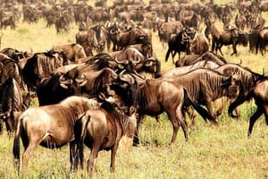 Лучший однодневный сафари-тур по кратеру Нгоронгоро в Танзании