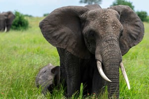 Tanzania: 10-dagers safari, kultur og Zanzibar-tur