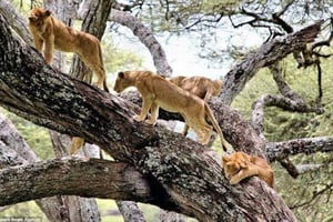 Tanzania: 3-dniowe safari w budżetowej loży z odbiorem z lotniska