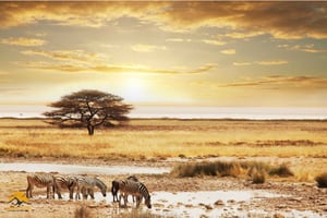 Tanzania: 5-dagars safari till Tarangire, Ngorongoro och Manyara