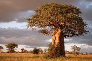 Tanzania: 6 dagers safari med dyreliv og kultur