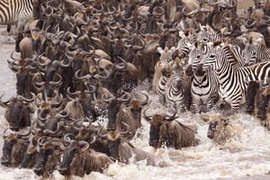 Tanzânia: Safári de 7 dias em lodges econômicos com acomodações