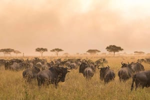 Tanzania: 7-daagse luxe safari