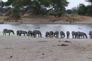Tanzania: Safaritur til Serengeti, Ngorongoro og Tarangire