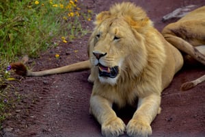Parque Nacional Tarangire, Lago Manyara e Cratera Ngorongoro