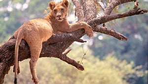 Tarangire National Park